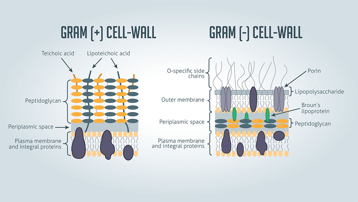gram cell wall